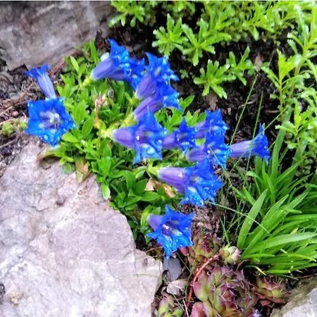 Апартаменты Lida *